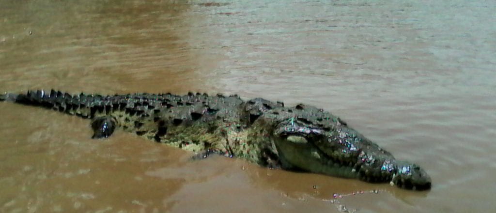 Crocodile at Tarcoles River
